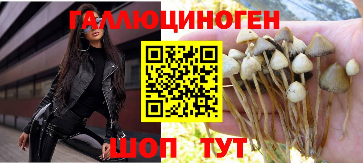 Псилоцибиновые грибы Cubensis Дзержинский